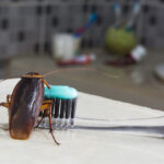 Cockroach on toothbrush