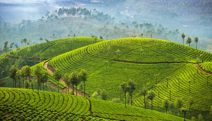 Places To Visit In Munnar